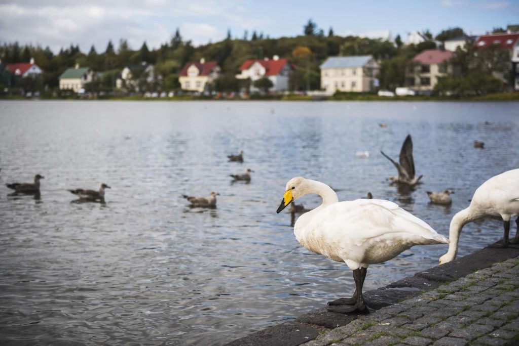 Tjornin meer in Reykjavik