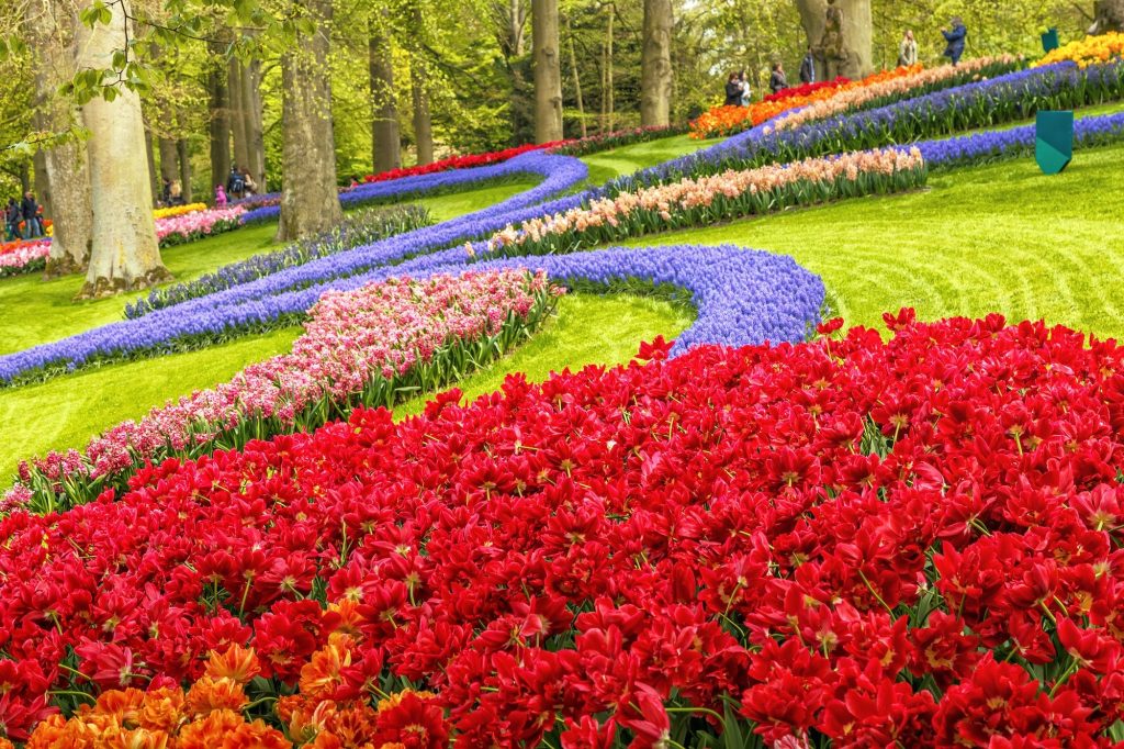 Bloemen in het Keukenhof park Amsterdam 