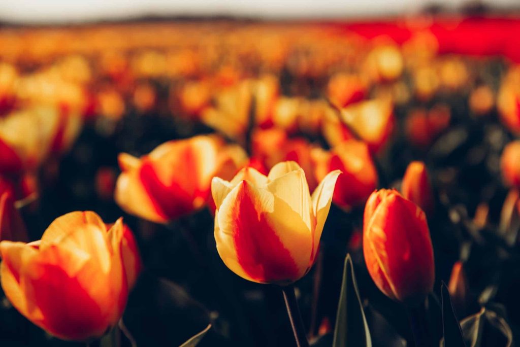 Tulpen uit Amsterdam 